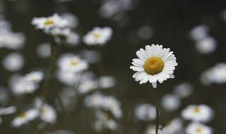 托物言志写兰花的诗